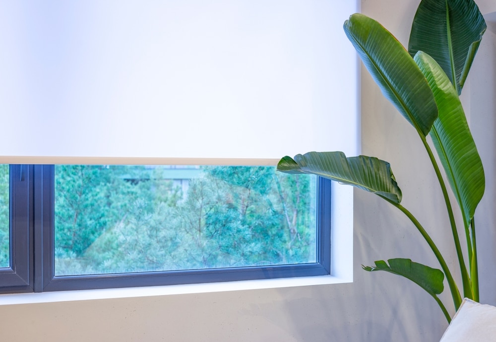 roller,blinds,close up,on,the,window.,a,houseplant,is,near